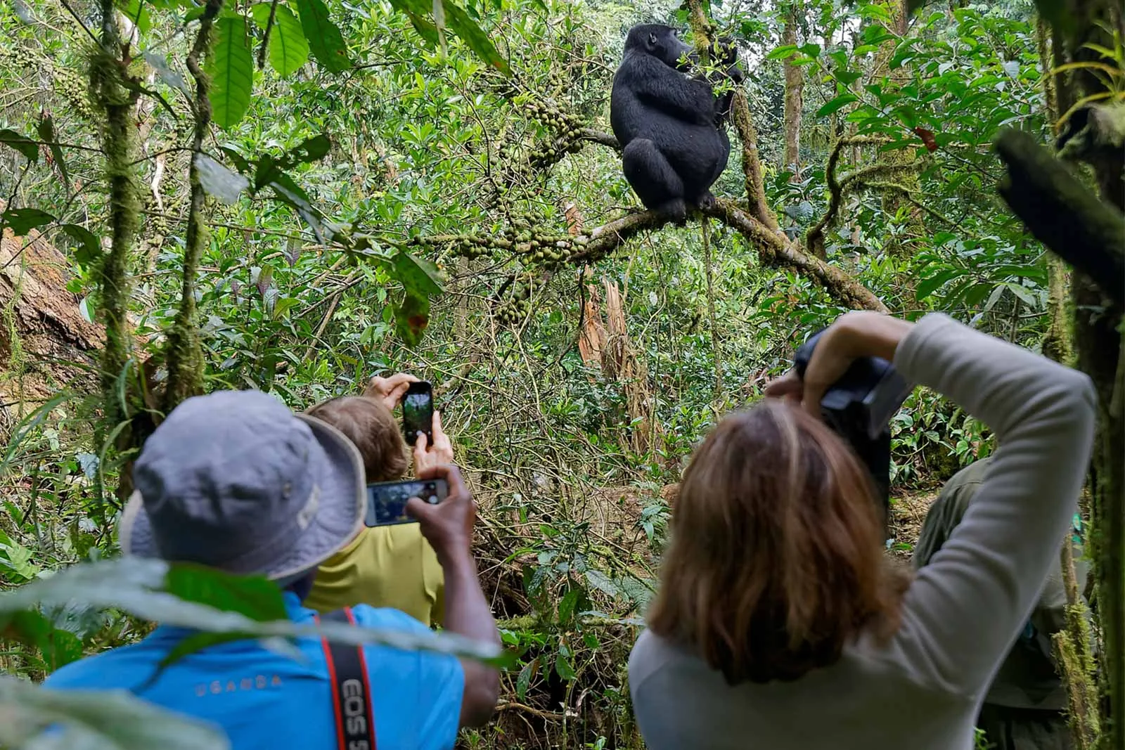 Uganda Safari